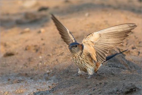 Eastern Red-rumped Swallow