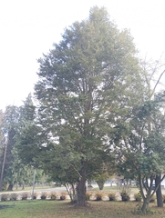 Nothofagus dombeyi