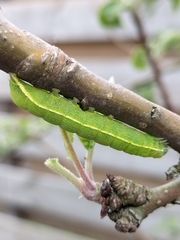 Scoliopteryx libatrix