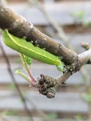 Scoliopteryx libatrix