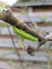 Scoliopteryx libatrix