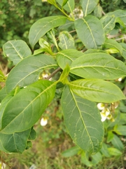 Cestrum thyrsoideum