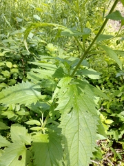 Scrophularia lanceolata