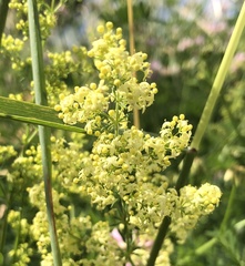 Galium × pomeranicum