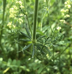 Galium × pomeranicum