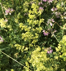 Galium × pomeranicum