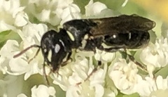 Hylaeus