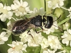 Hylaeus
