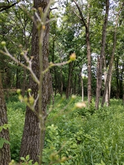 Scrophularia lanceolata