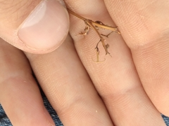 Dicranocarpus parviflorus