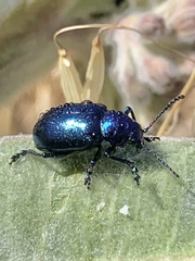 Chrysochus cobaltinus