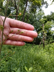 Scrophularia lanceolata