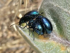 Chrysochus cobaltinus