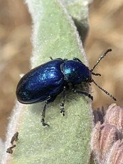Chrysochus cobaltinus