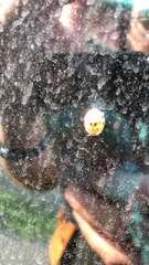 Adalia decempunctata