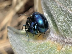 Chrysochus cobaltinus