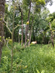 Scrophularia lanceolata