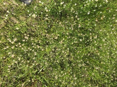 Rhynchospora colorata