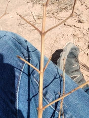 Dicranocarpus parviflorus