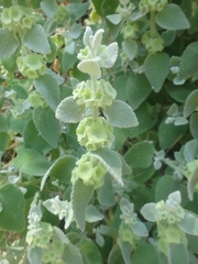 Pseudodictamnus acetabulosus