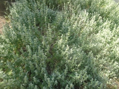 Pseudodictamnus acetabulosus