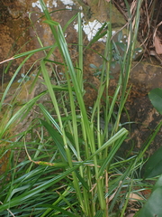 Scleria terrestris