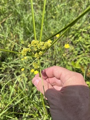Cyperus pseudovegetus