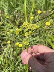 Cyperus pseudovegetus