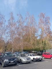 Betula pendula