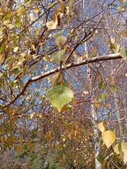 Betula pendula