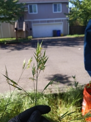 Bromus sitchensis
