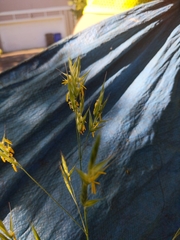 Bromus sitchensis