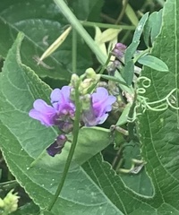 Vicia villosa