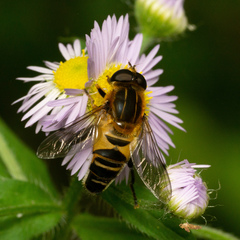 Helophilus eristaloidea