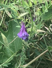 Vicia villosa