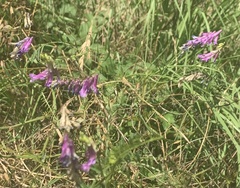 Vicia villosa