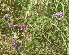 Vicia villosa