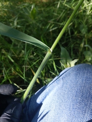 Bromus sitchensis