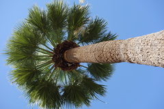 Washingtonia robusta