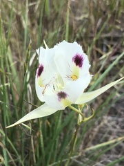 Calochortus eurycarpus