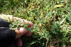 Medicago polymorpha