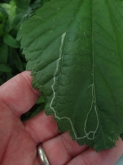 Liriomyza eupatoriella