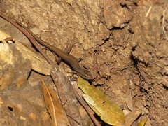 Saproscincus basiliscus