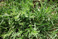 Erigeron bonariensis