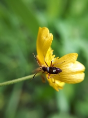 Closterotomus biclavatus