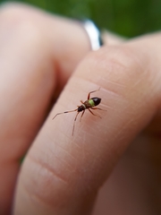 Closterotomus biclavatus