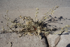 Erigeron bonariensis