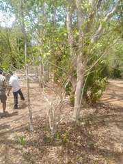 Tabernaemontana amygdalifolia