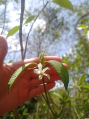 Tabernaemontana amygdalifolia