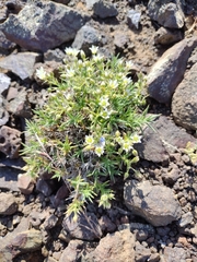 Sabulina nuttallii fragilis